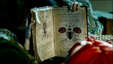 عودة الحشرات من الانقراض.. أول فيلم طويل لمبدعة التحريك صوفيا كاريو 1 Insectario book